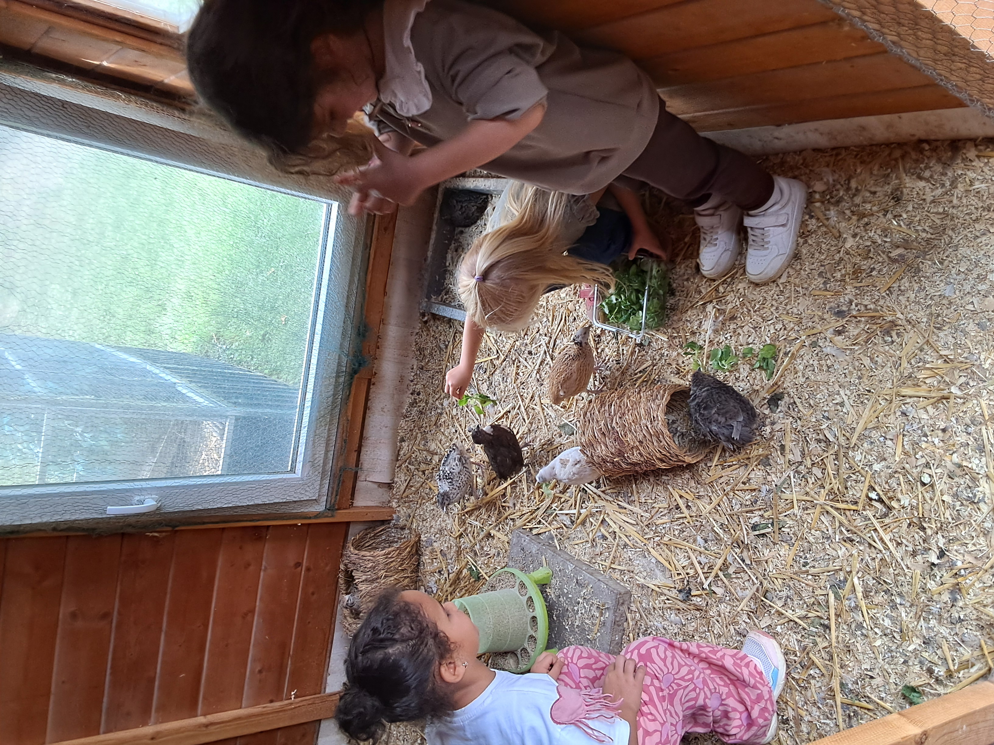 Vögel werden von Kindern gefüttert